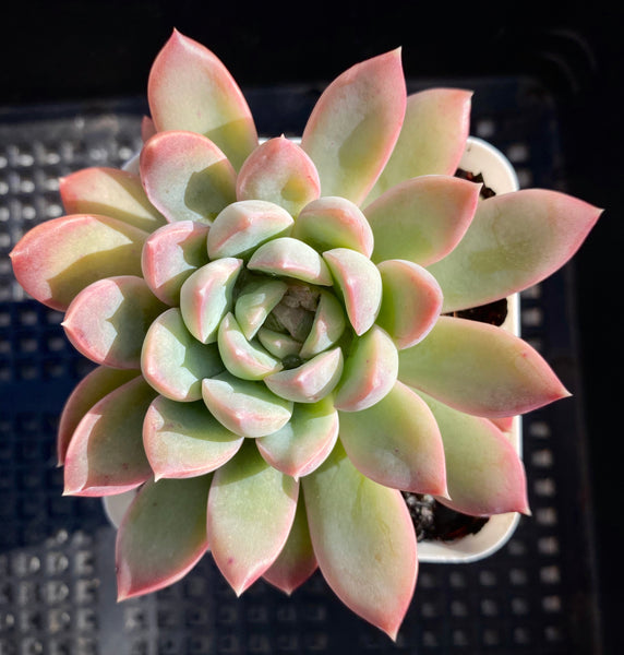 Echeveria black prince – RNT SUCCULENTS