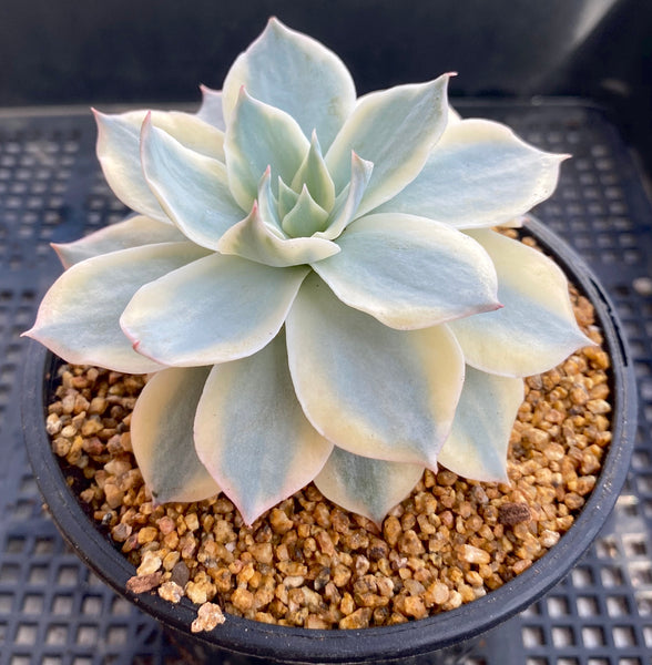 Echeveria Monocerotis variegated S – RNT SUCCULENTS