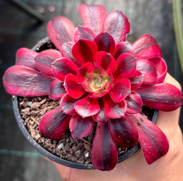 Aeonium big bang – RNT SUCCULENTS