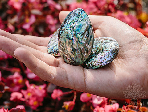 Ocean Abalone Shell