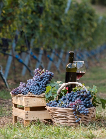 Amarone grapes