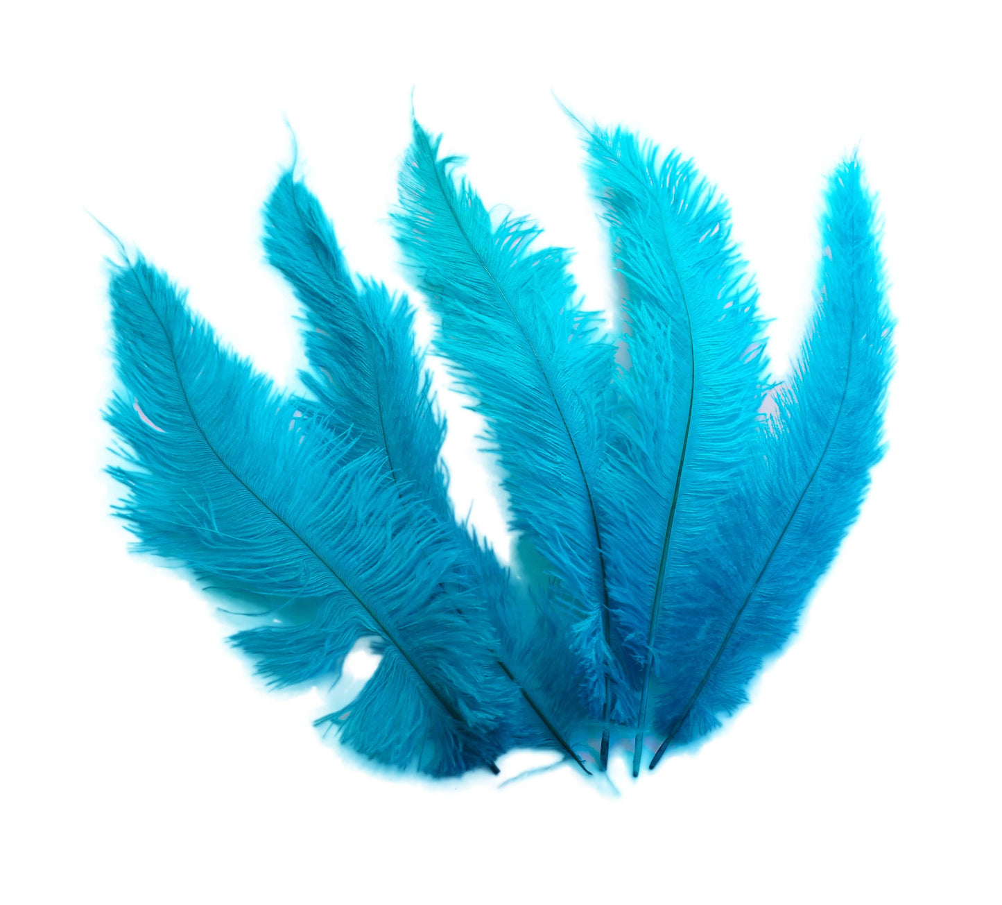 Ostrich Feathers 100 Pieces 11-13 Turquoise Blue 