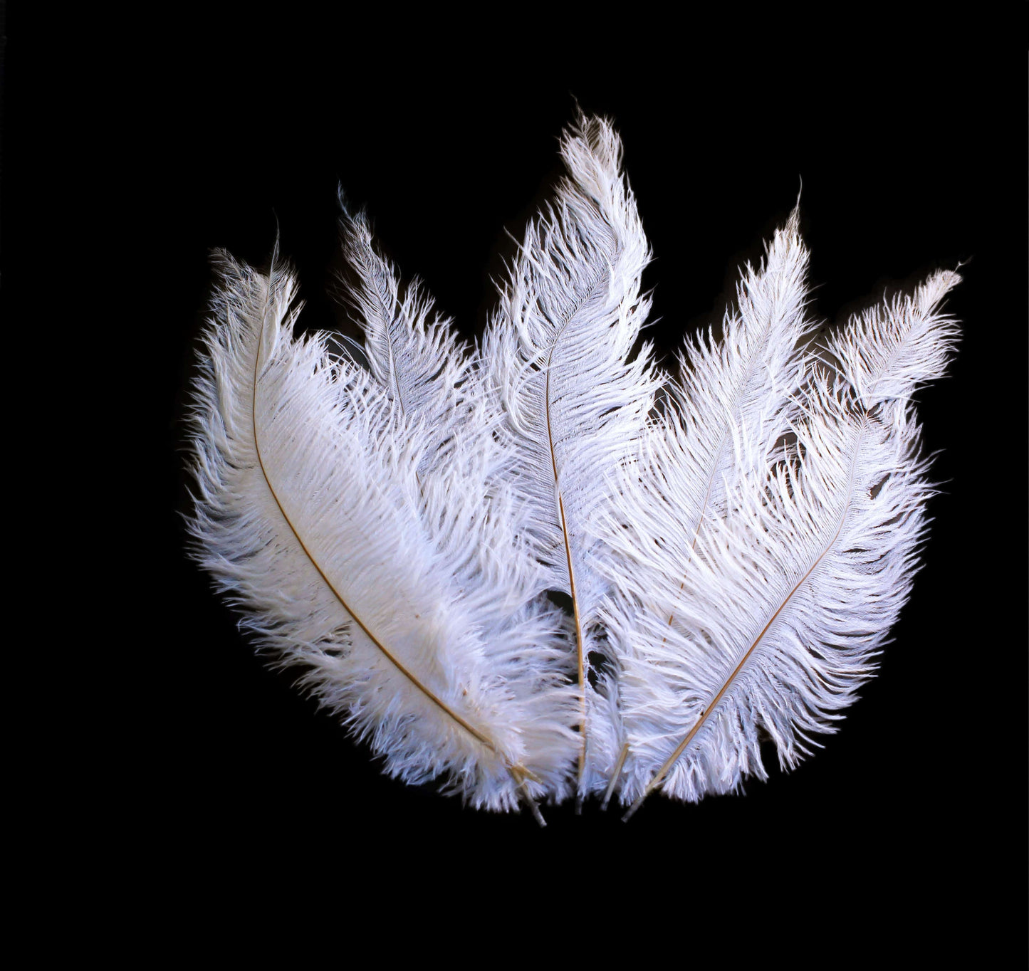 Ostrich Feather Spad Plumes 16-20 (White) for Sale Online