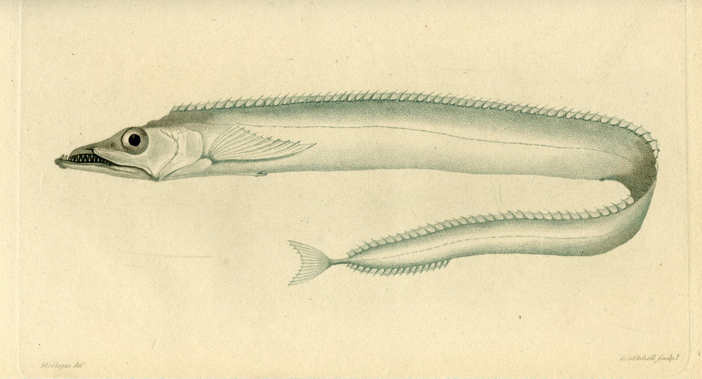 Silver Scabbardfish Posters Prints By Edward Mitchell