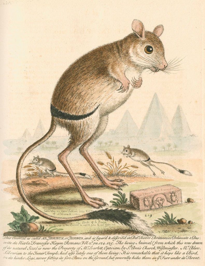 ‘The Gerbua’ [Greater Egyptian jerboa] posters & prints by George Edwards