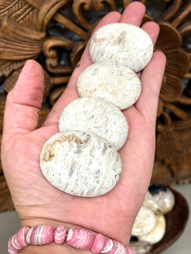 Fossilized Palm Root Palm stones