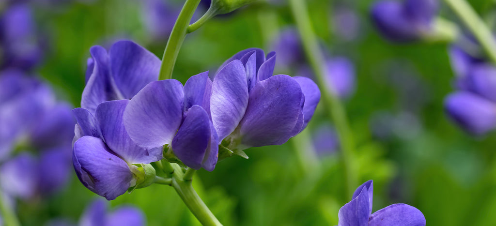 american beauties native plants-false indigo-baptisia australis