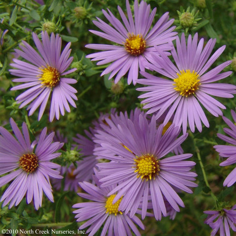 Buy Aromatic aster at your local garden center! – American Beauties ...