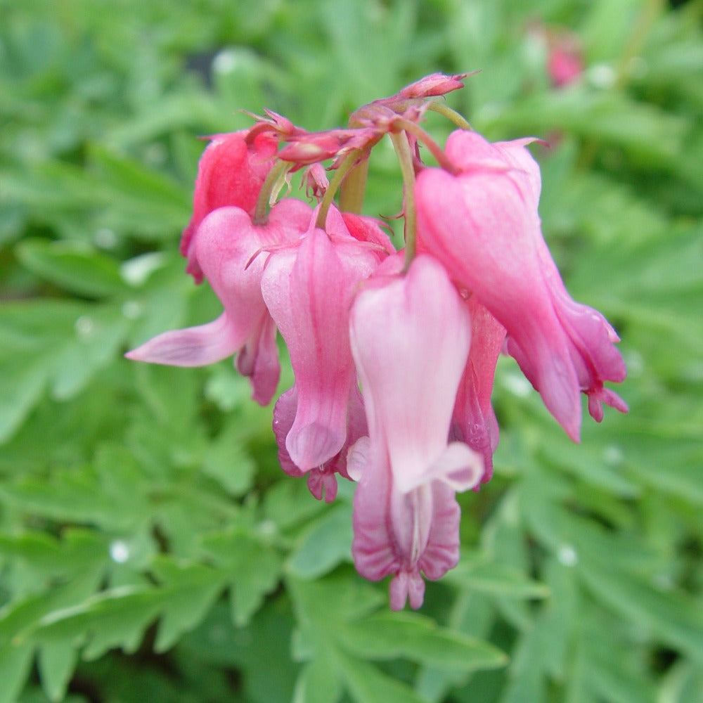 dicentra eximia