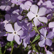 Buy Woodland Phlox at your local garden center! – American Beauties ...