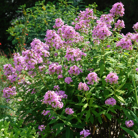 Buy Jeana Garden Phlox at your local garden center! – American Beauties ...