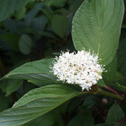 Cornus sericea 'Baileyi' - Bailey's Red Twig Dogwood