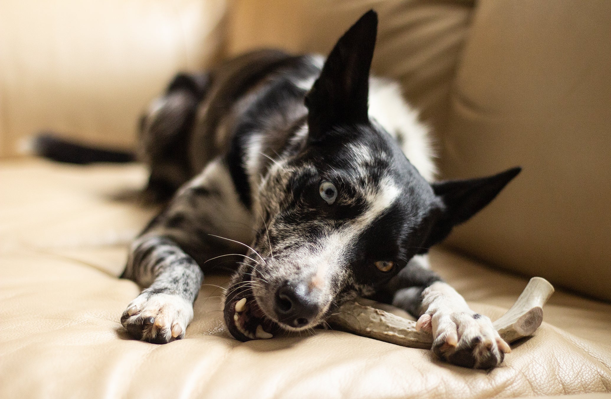 are antlers safe for dogs to eat