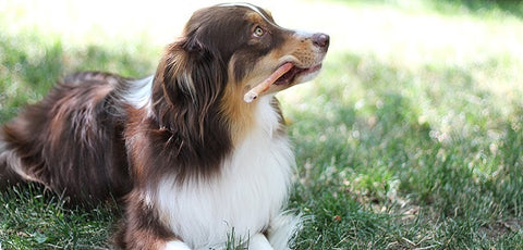 Australian Shepherd with bully stick