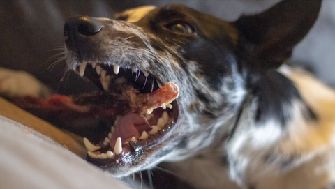 Banksy the Australian Koolie loves her bully gullet combo stick