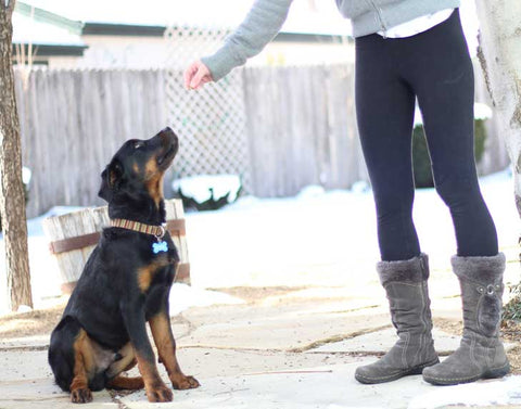 Rottweiler puppy learning how to sit