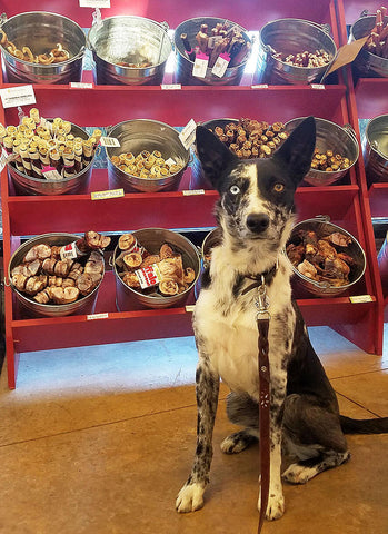 Australian Koolie in front of pet store chew bar