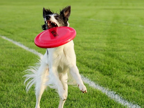Silken Windhound loves playing frisbee