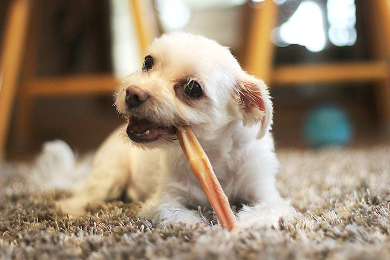 Tofu is enjoying his skinny odor free bully stick