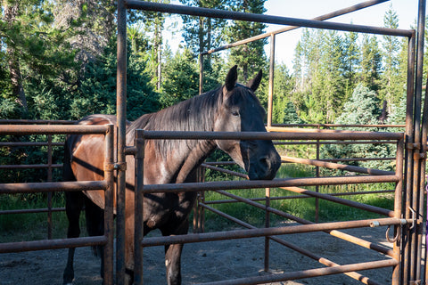 Quinn Meadow Horse Camp