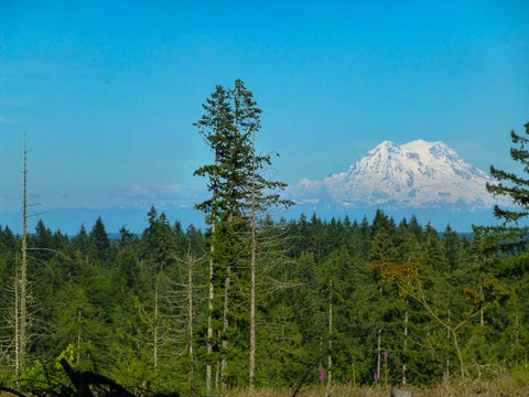 Mt. Rainier from Capitol State Forest