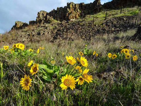 Columbia Hills State Park