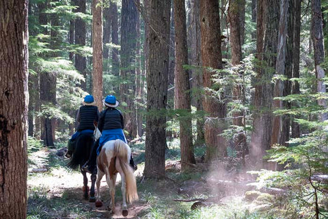 Joe Graham Horse Camp Clackamas Lake Campground