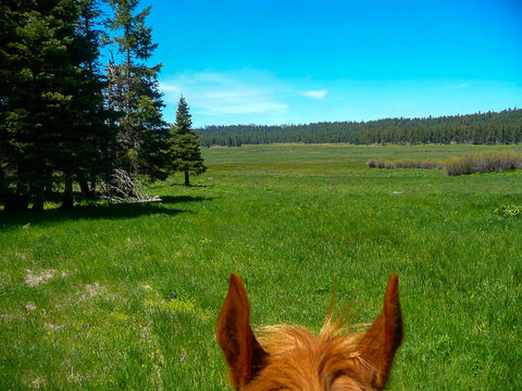 Lily Glen Equestrian Park