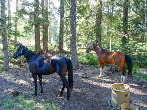 White Pass Horse Camp