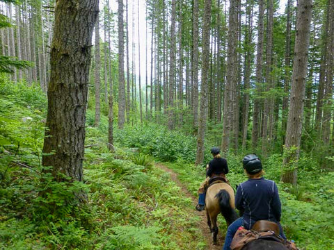 Sahara Creek Horse Camp