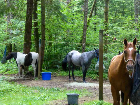 Sahara Creek Horse Camp