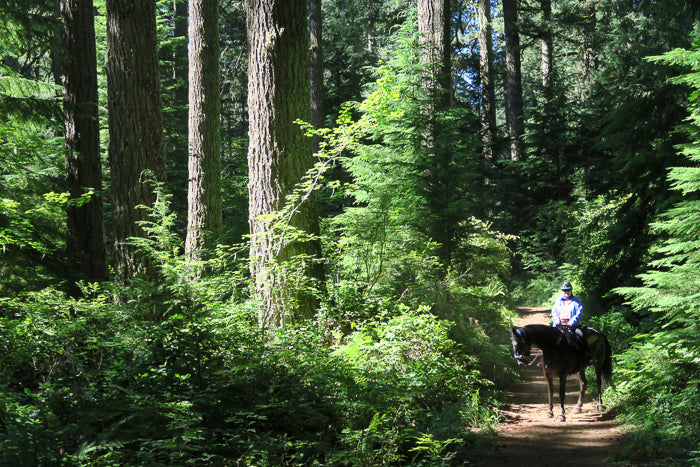 Silver Falls State Park