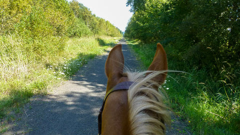 Willapa Hills Trail