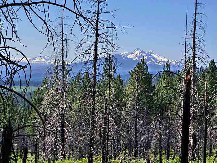 Bear Valley on the Metolius-Windigo Trail