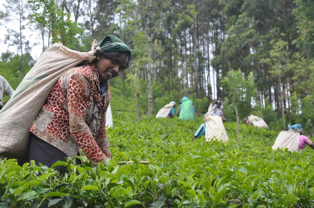 tea-leaf-plucking-sri-lanka