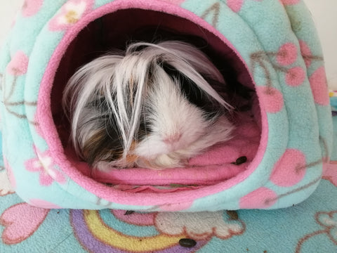 Guinea pig in fleece bed