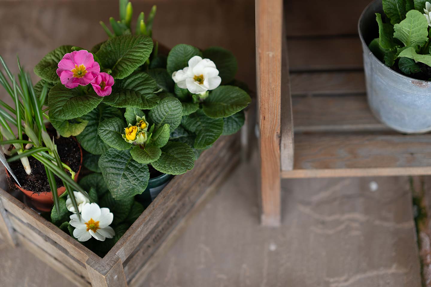 planting some spring flowers for mothering sunday