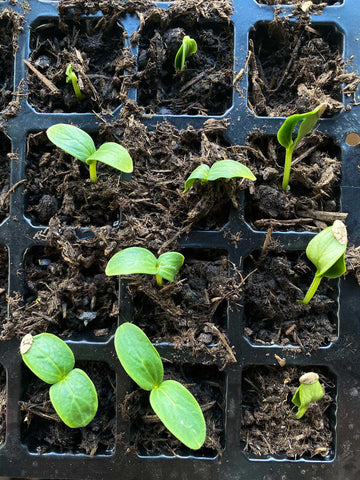 planting seedlings in the garden with kiya