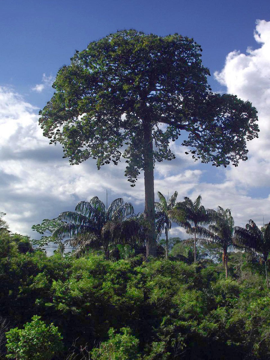 Paranussbaum ecoterra Bio Paranüsse aus Bolivien