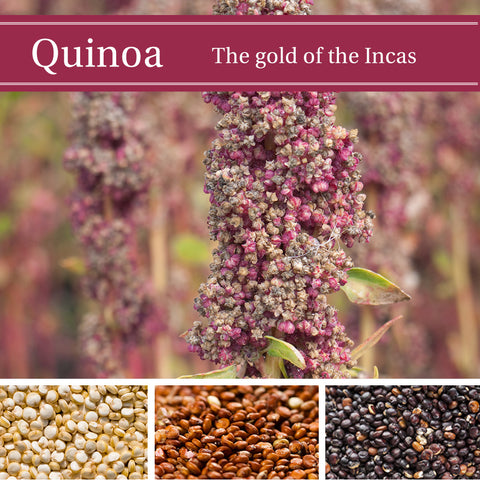 Quinoa aus Bolivien kaufen