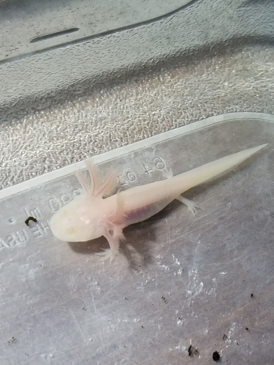 axolotl albino axolotls