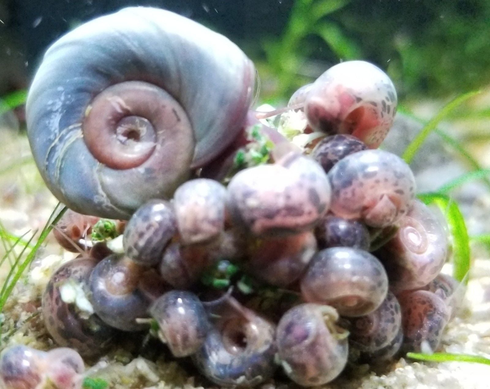 ramshorn snail