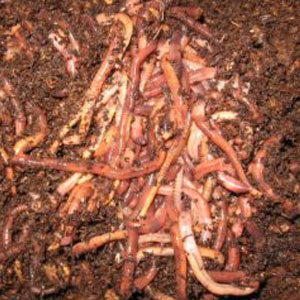 what is worm composting