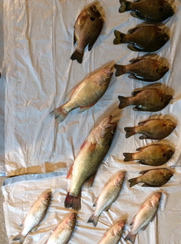 Fish caught with European Nightcrawlers