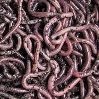 Compost Worms EUROS, Live, Eggs, Garden, Farms, Casting's, Fishing