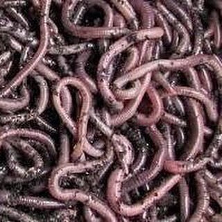 Nightcrawlers get extra bedding during feeding - vermicomposting