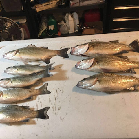 Target Walleye - Wholesale. Bulk Canadian Nightcrawlers. Live