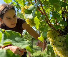 My Wine: Mitja Sirk and Marta Venica's Article Visual