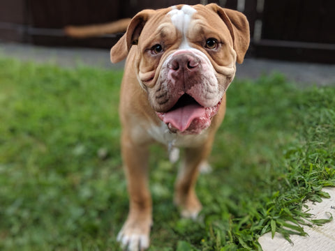 une image d'un bouledogue avec un pelage doré