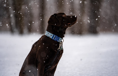 an image of a chocolate lab